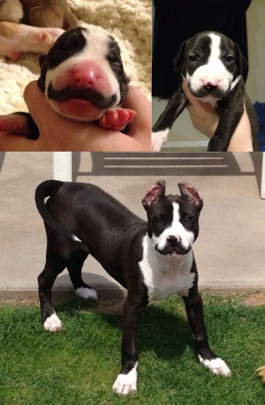 A Quoi Sert La Moustache Du Chien Les moustaches du chien : Chien moustachu! | SwagActu
